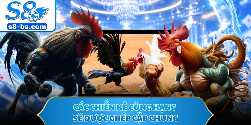 Các chiến kê cùng hạng sẽ được ghép cặp chung